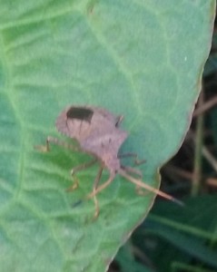 Coreus marginatus